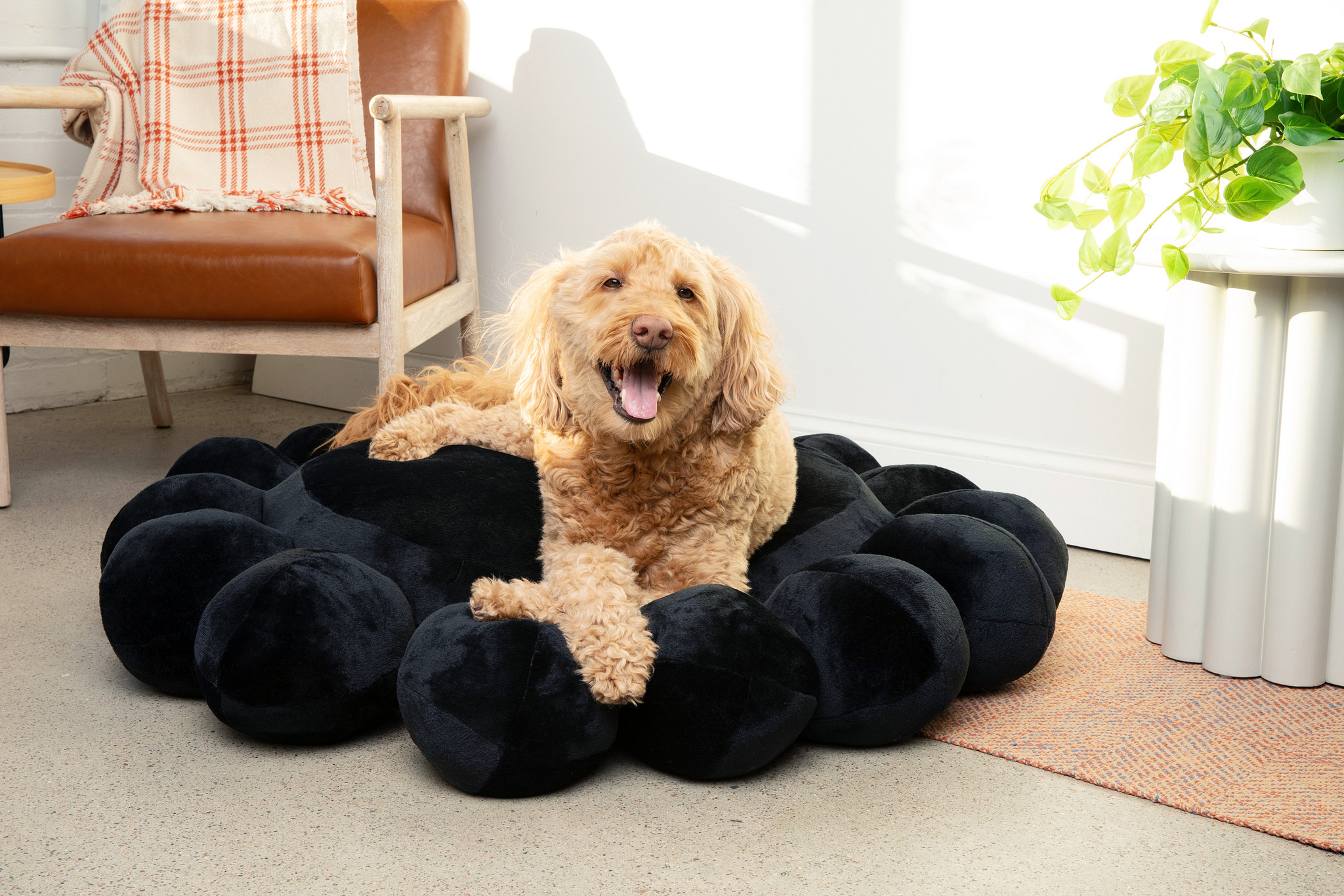 Bubble Dog Bed
