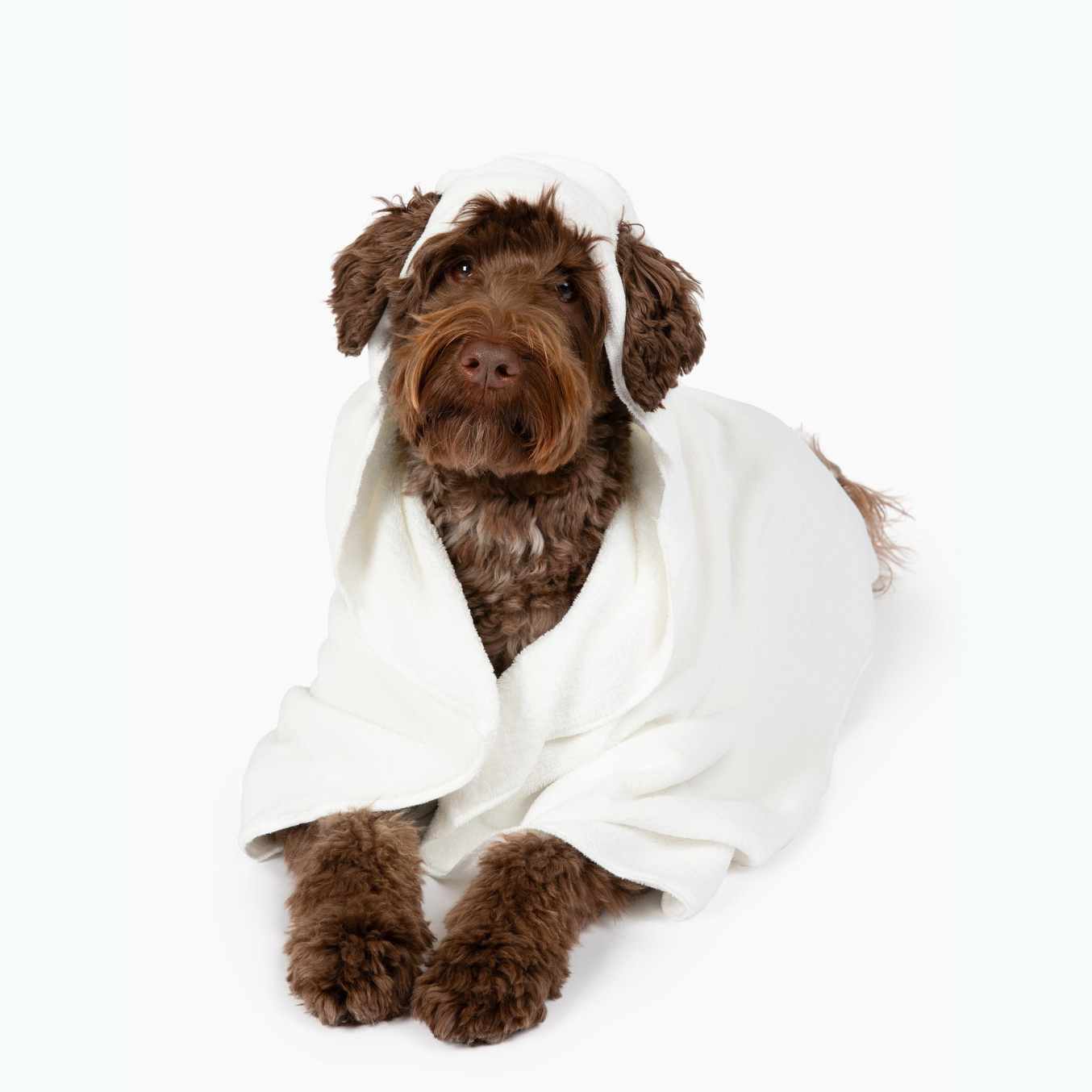 Hooded Dog Blanket
