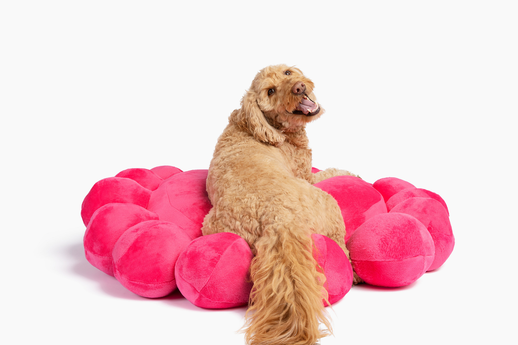 Bubble Dog Bed