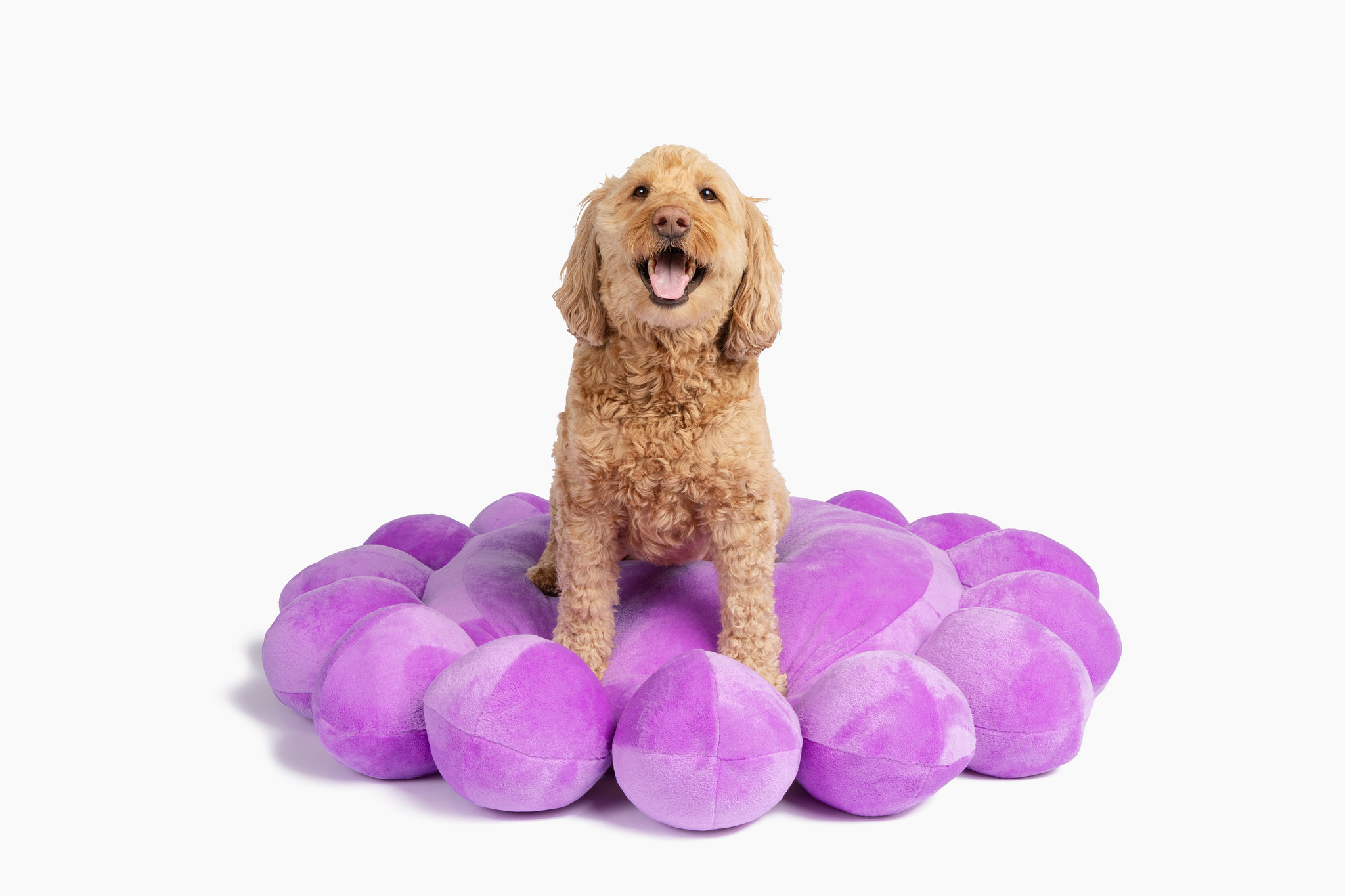Bubble Dog Bed