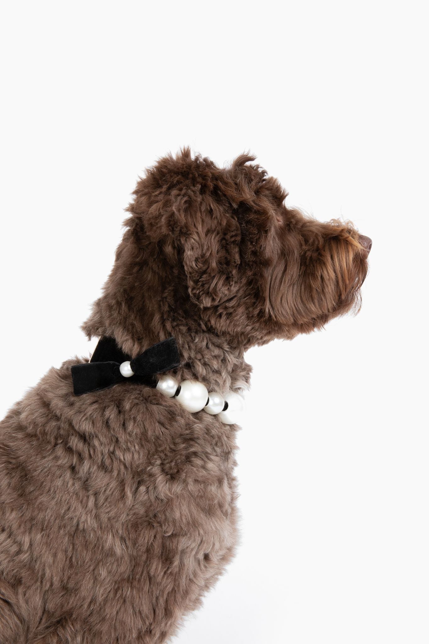 Pearl Dog Necklace