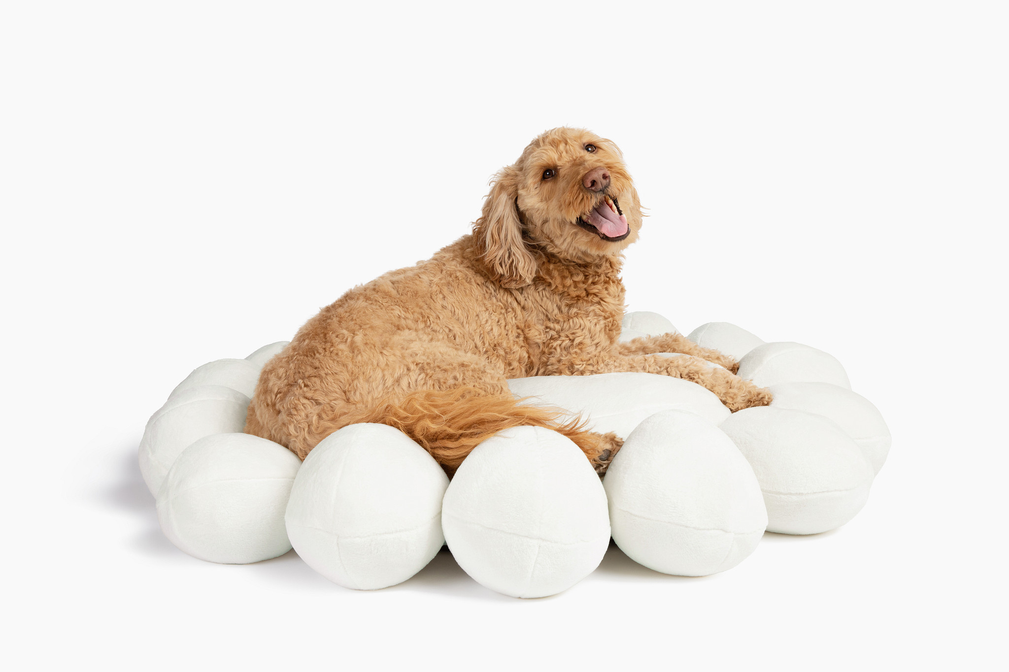 Bubble Dog Bed