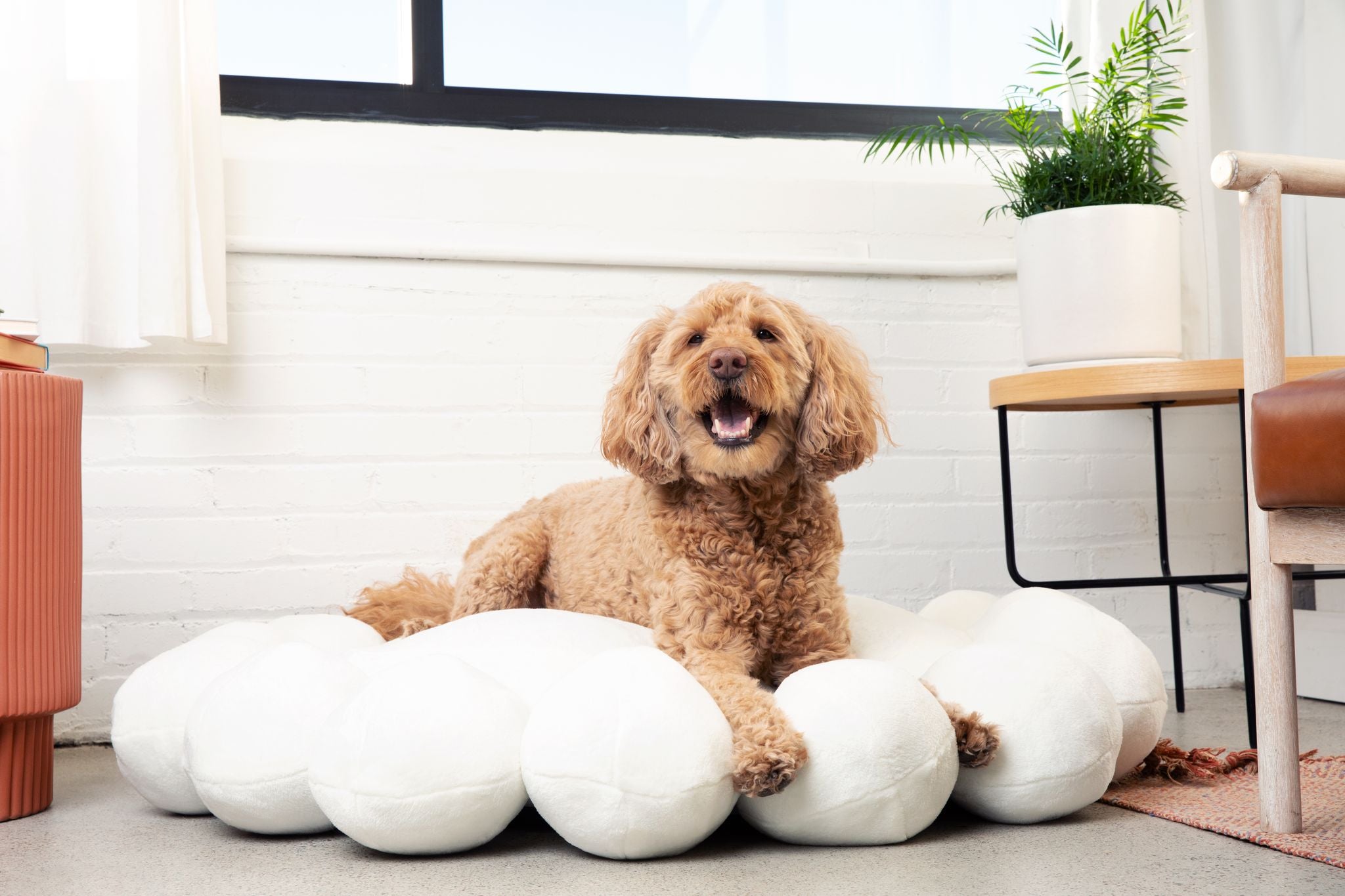 Bubble Dog Bed