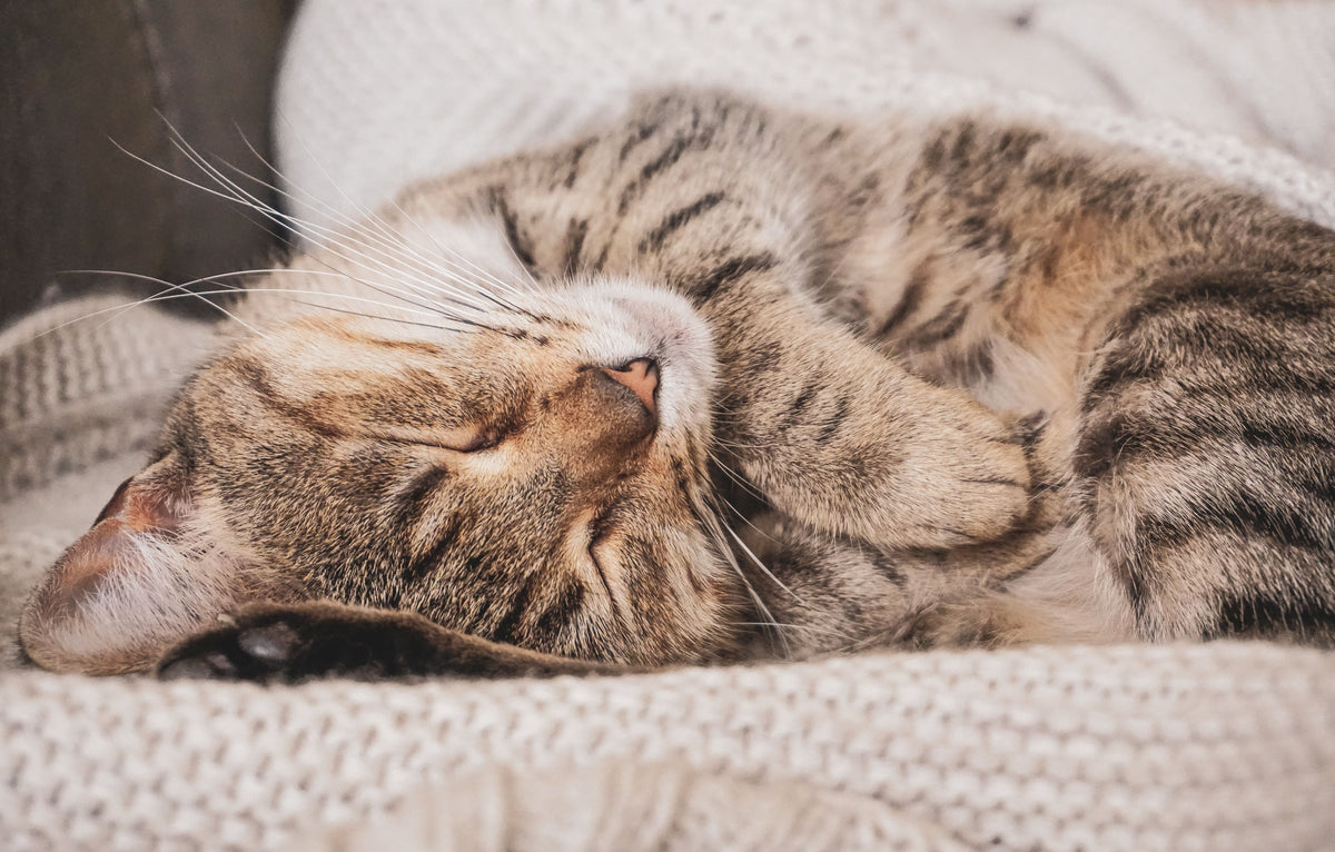 A tabby cat sleeps curled on a cream knitted blanket with its front paws tucked near its face.
