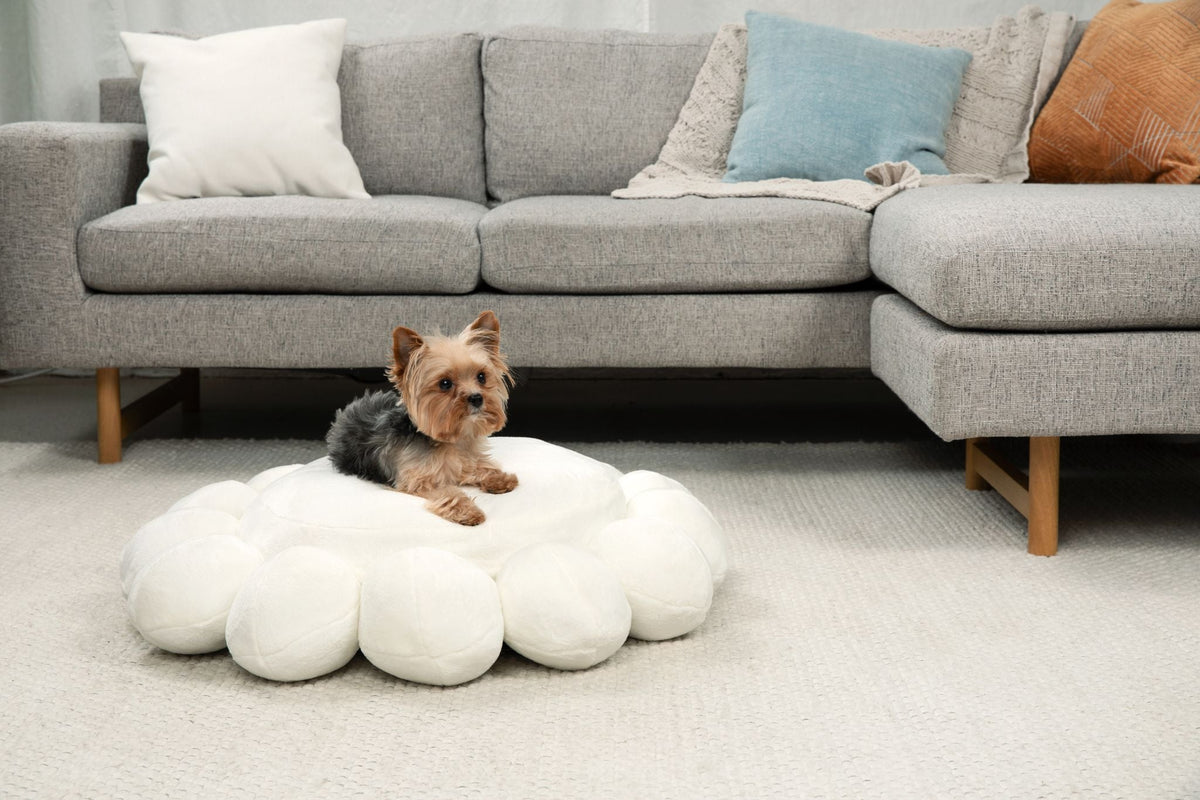 A small Yorkshire terrier rests on a White Bubble Dog Bed on a pale rug beside a gray sofa.
