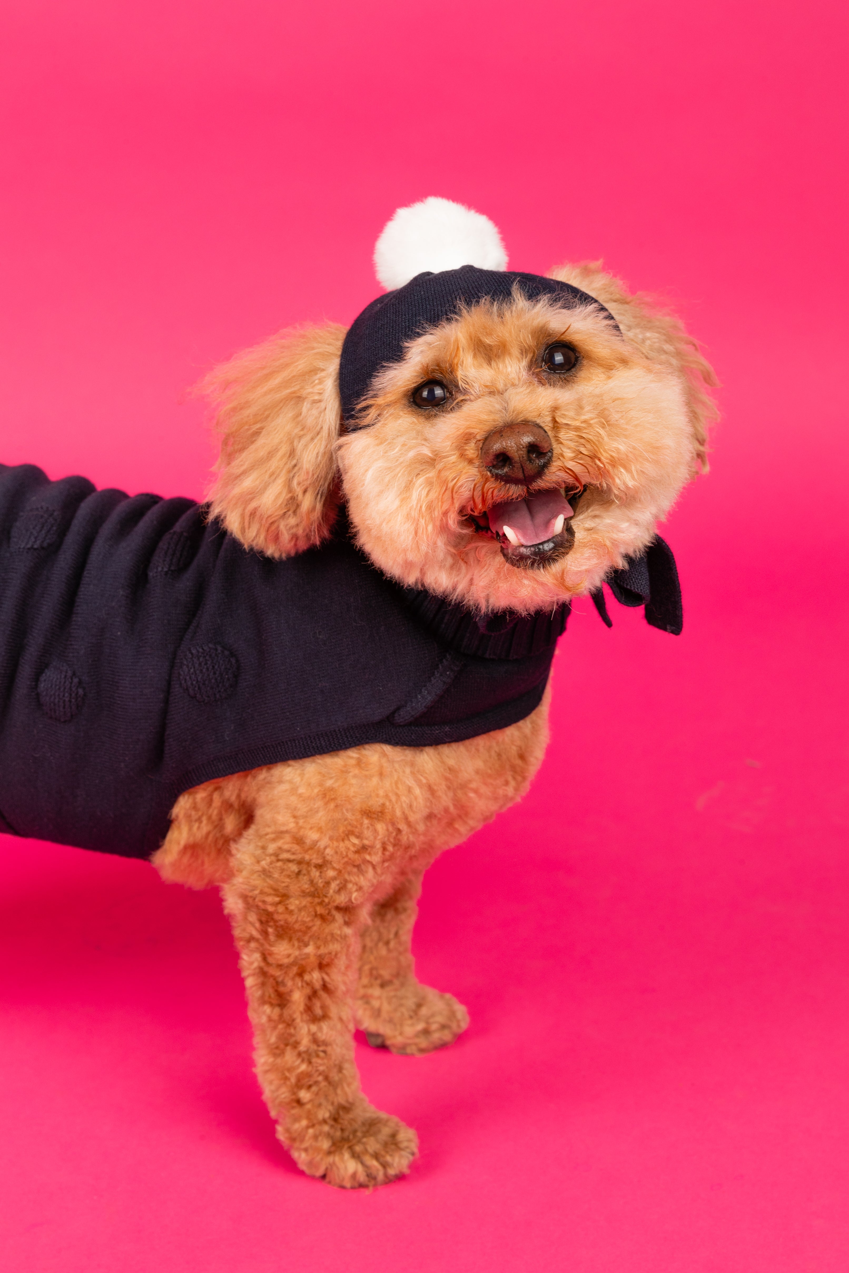 Pom pom shop dog hat