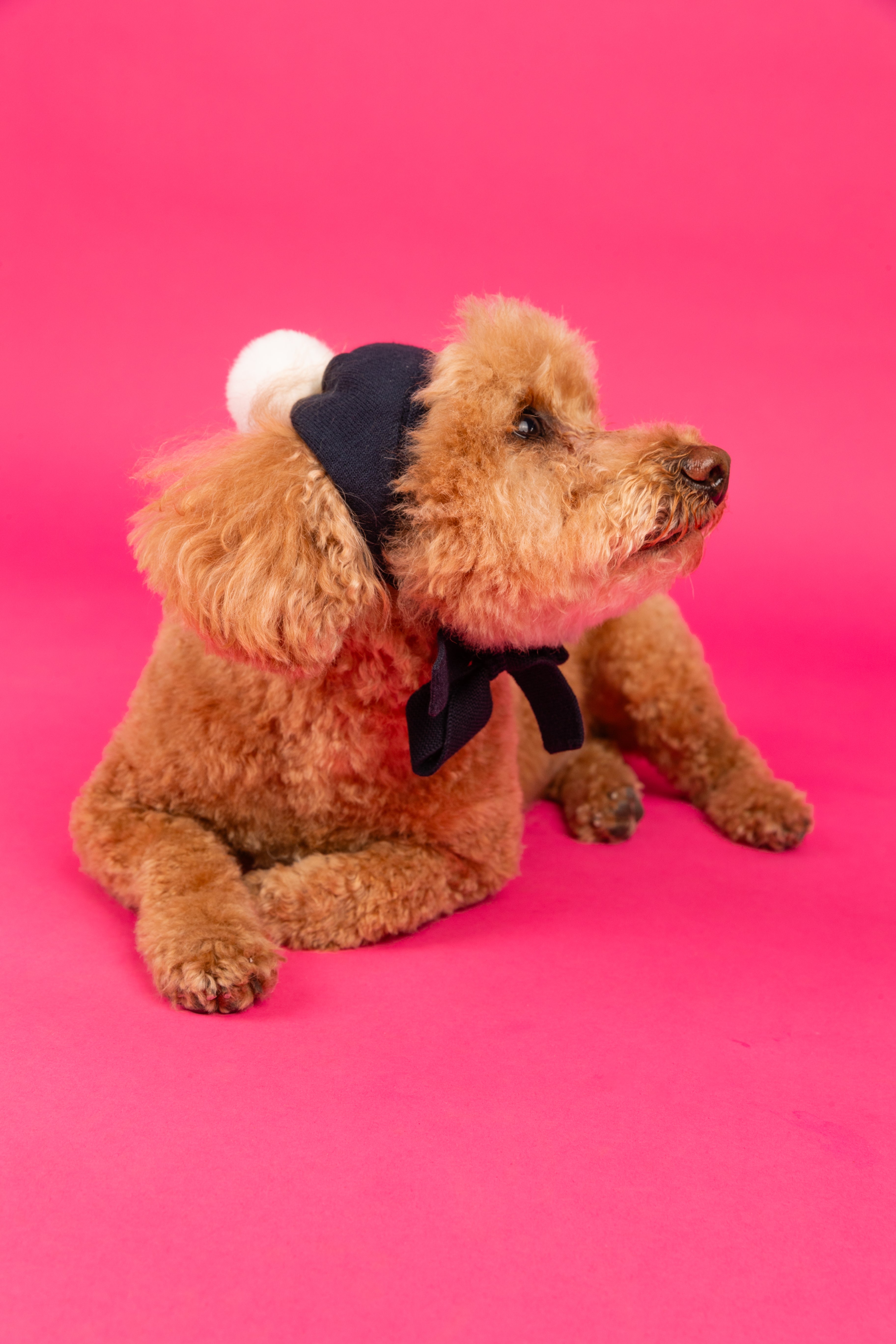 Navy Dog Hat and Sweater Bundle