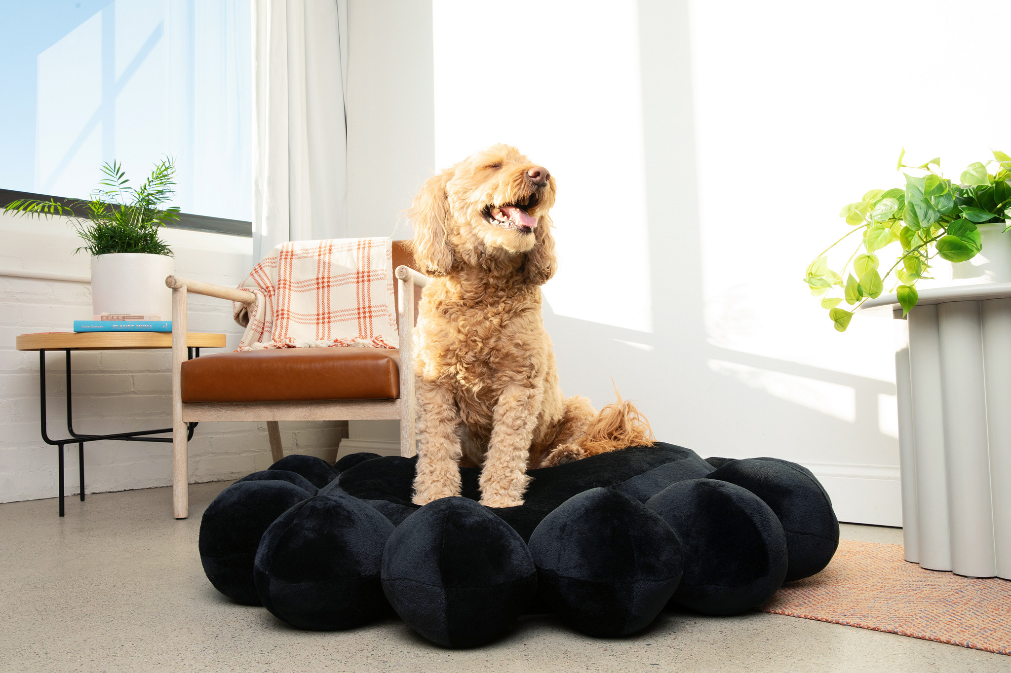 Bubble Dog Bed