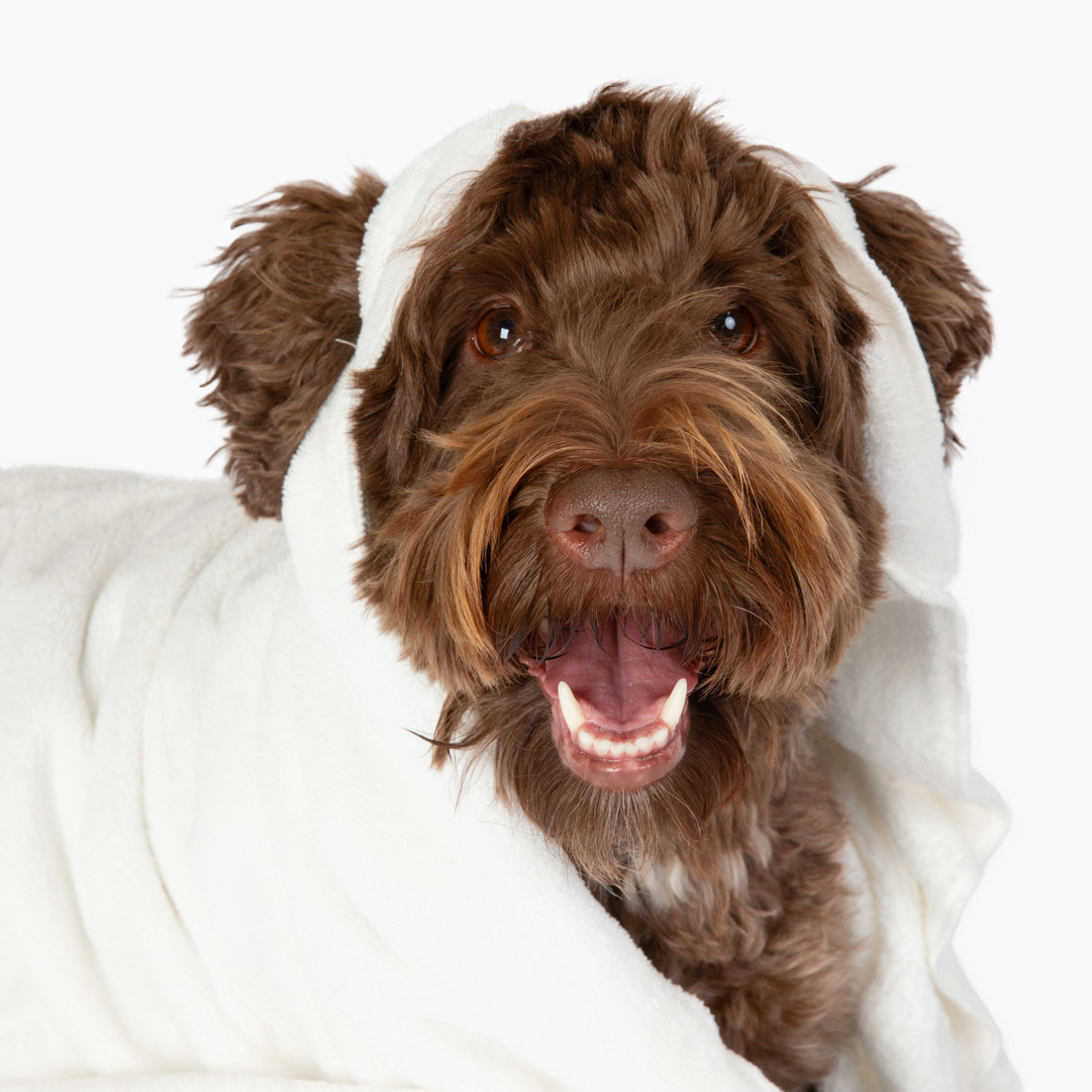 Hooded Dog Blanket