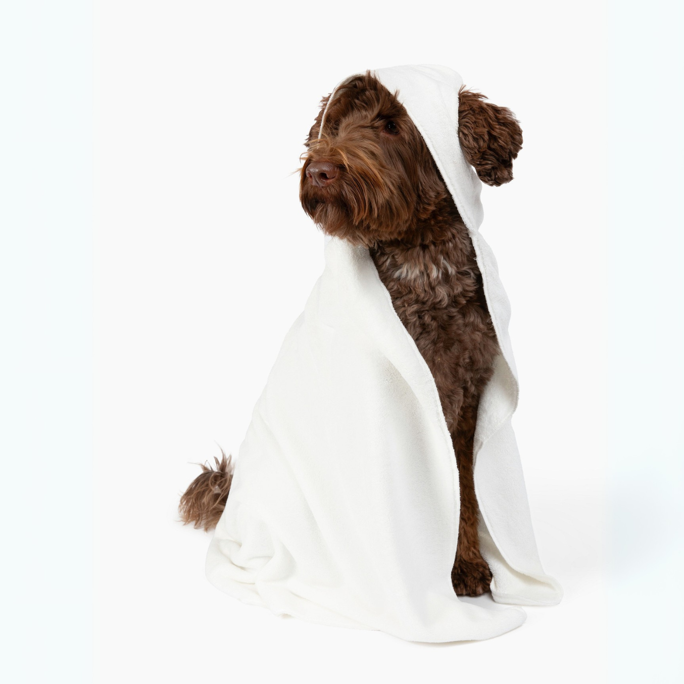 Hooded Dog Blanket