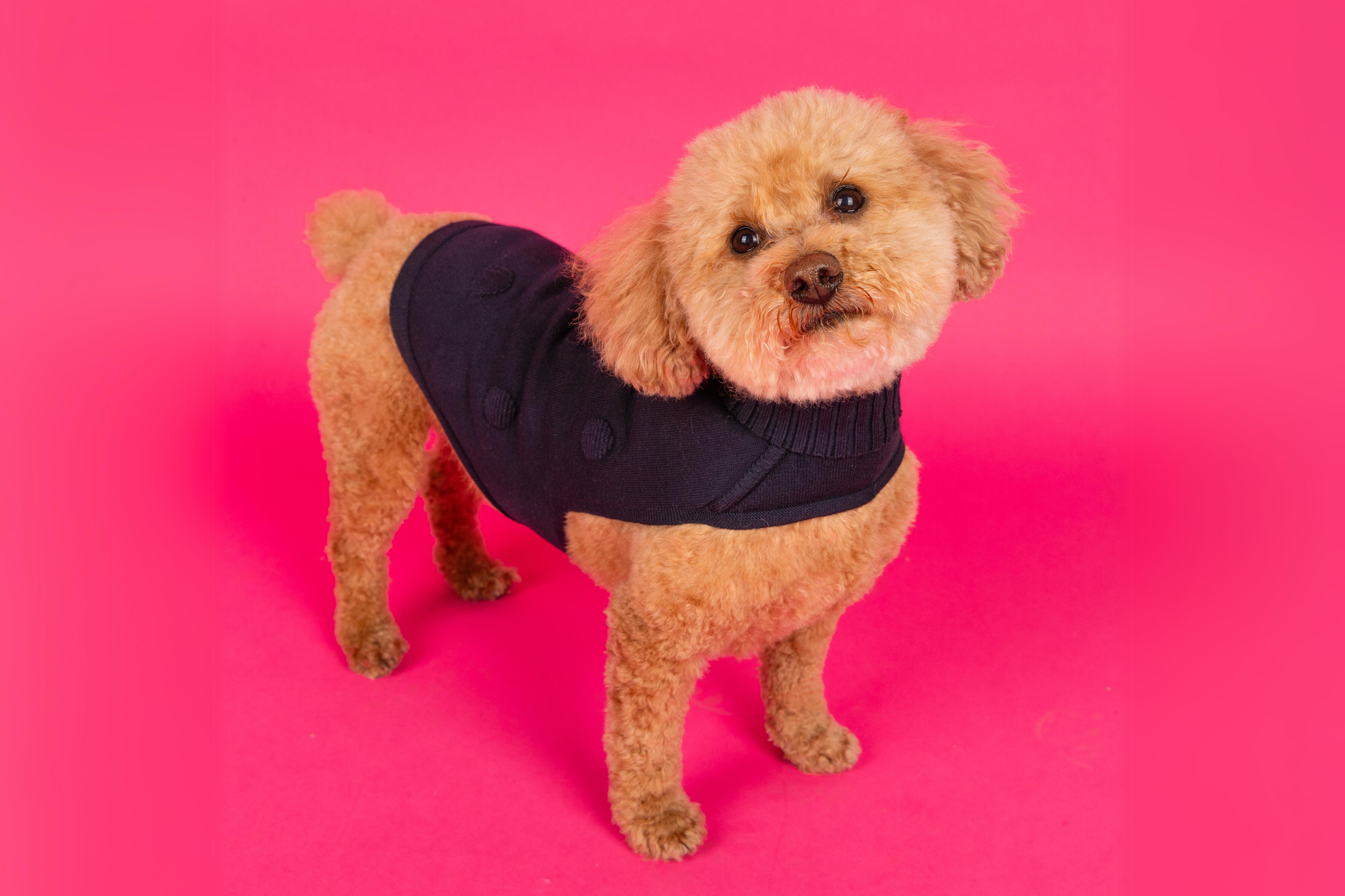 Polka Dog Sweater