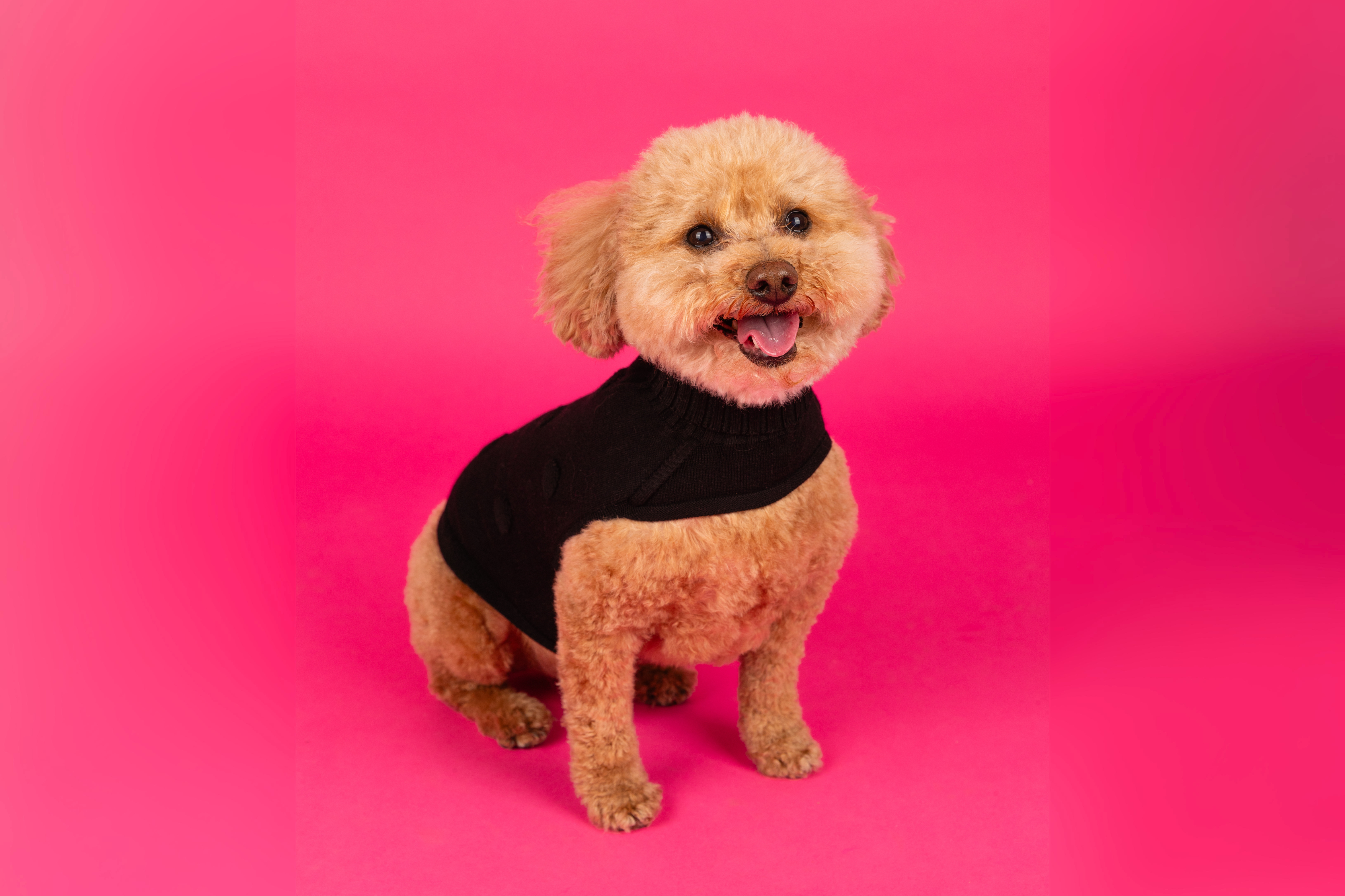 Polka Dog Sweater