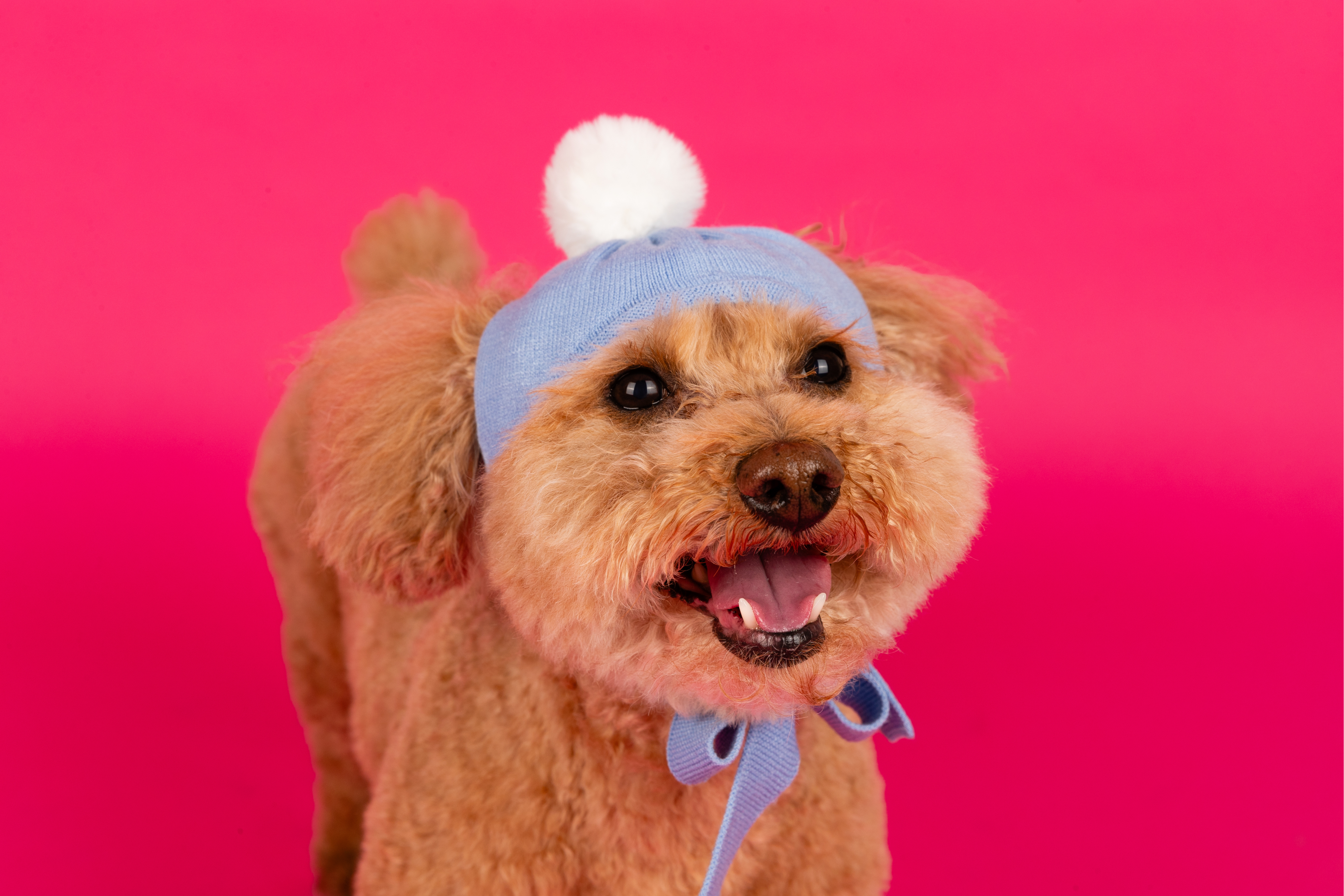 Pom-Pom Dog Hat