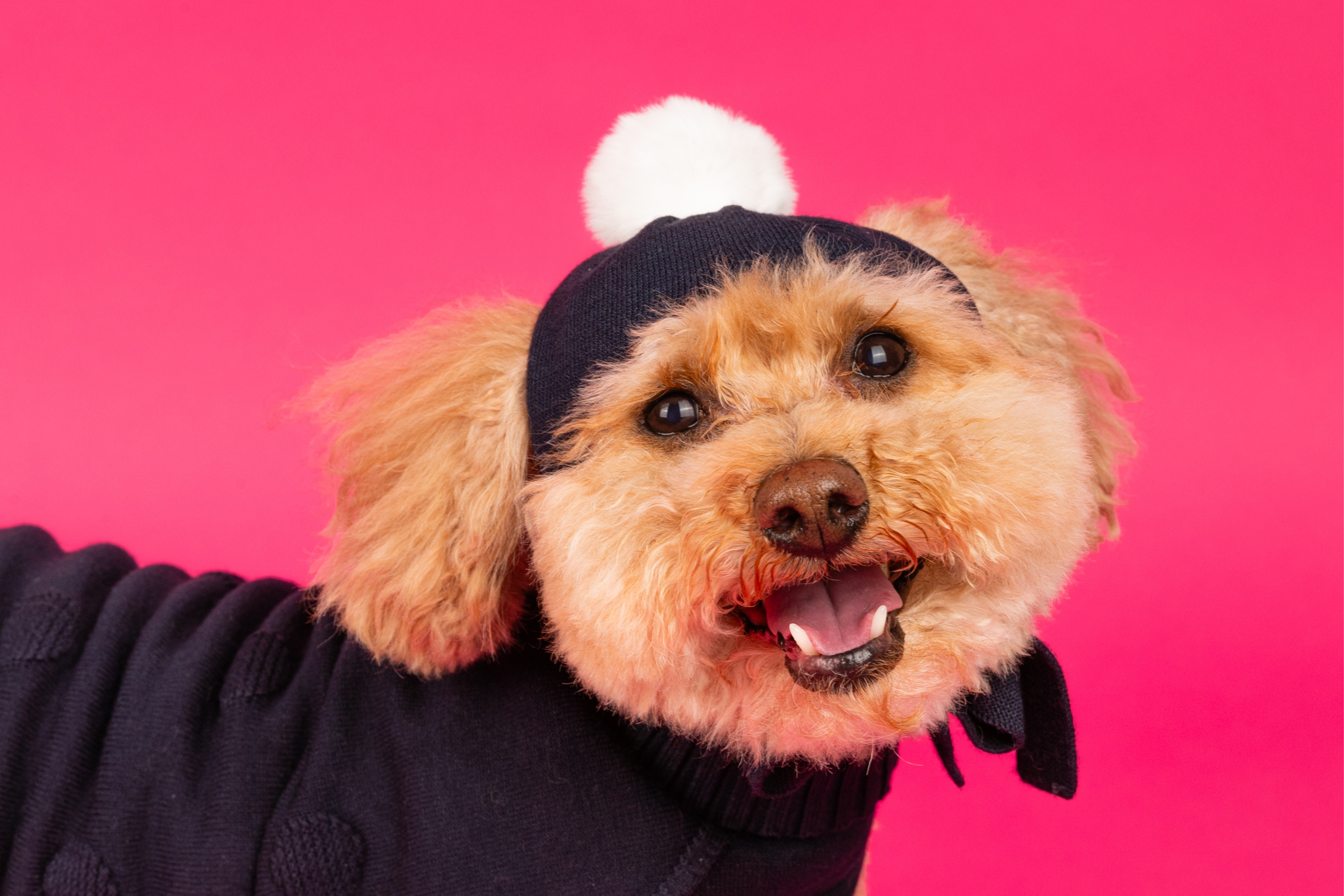 Pom-Pom Dog Hat