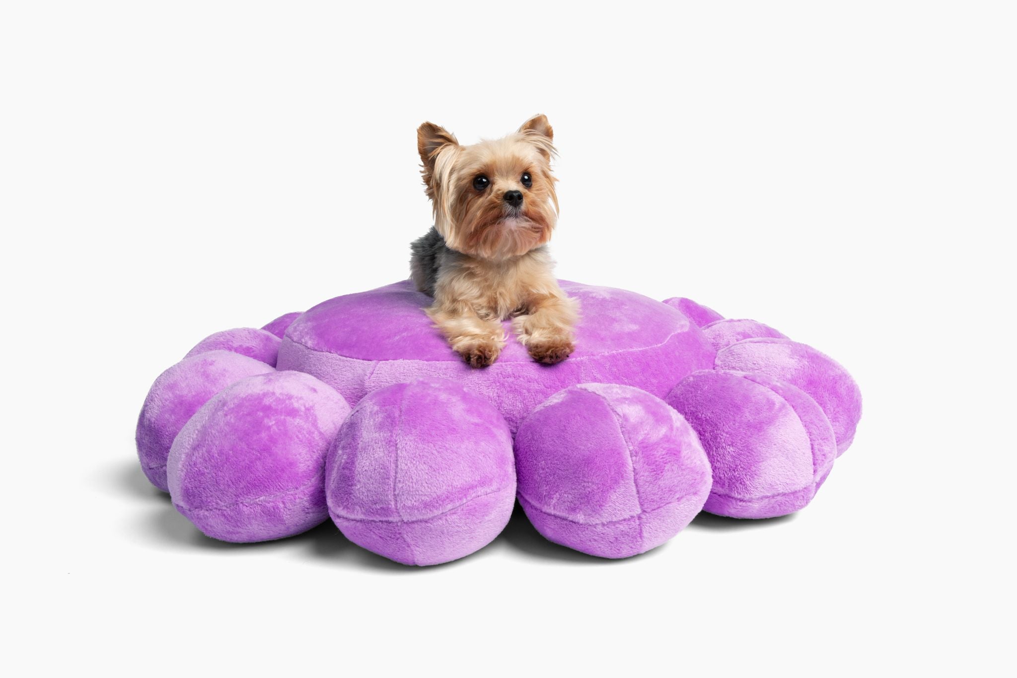 Bubble Dog Bed